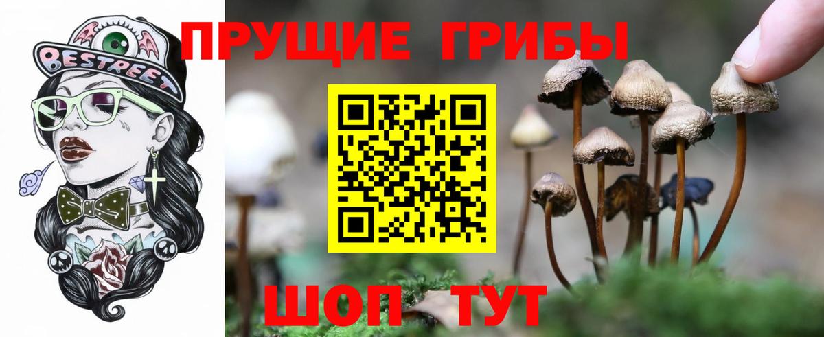 Галлюциногенные грибы Psilocybine cubensis Сургут